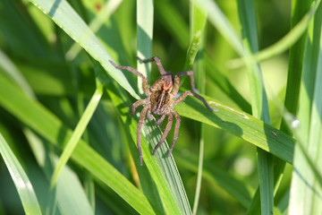 Wolf Spiders Lycosidae