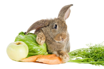 brown rabbit with vegetables isolated