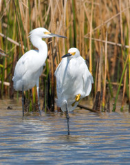 Sticker - Snowy Egrets