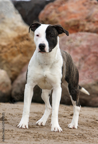 Amstaff De Face Sur La Plage Buy This Stock Photo And