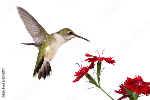 Fotografía hummingbird and three dianthus