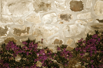 Canvas Print - fondo pared de piedra y buganvillas