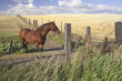 A horse stands behind the fence in an open field.