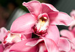 Pink orchid or Cymbidium flower