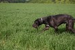 Deutsche Dogge im Gras laufend