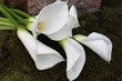 Leinwanddruck Bild - Weiße Callas