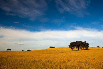 Wall Mural - Yellow wheat field