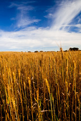 Wall Mural - Yellow wheat field