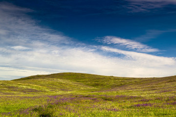 Wall Mural - Green meadow