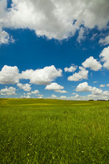 Wall Mural - Green meadow