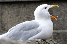 Shot Of Seagull Screaming With Beak Wide Open