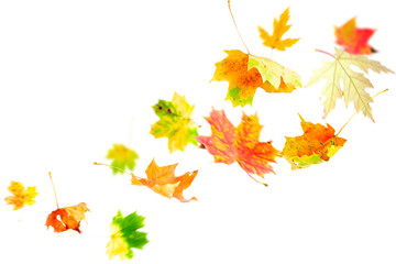 Wall Mural - falling maple leaves isolated on white