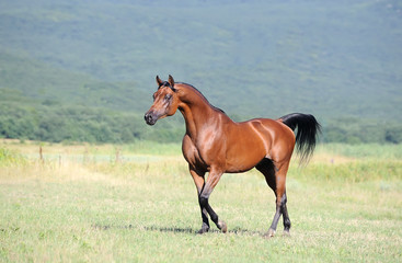 beautiful brown arabian horse running trot on pasture