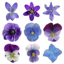 Collection Of Blue Flowers