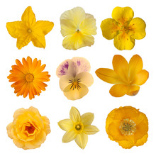 Collection Of Yellow/orange Flowers