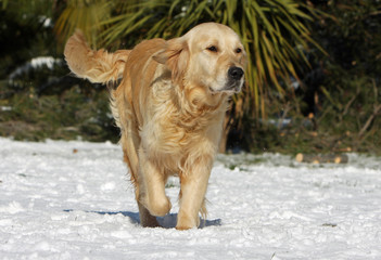 Wall Mural - beau golden retriever marchant sur le sol enneigé