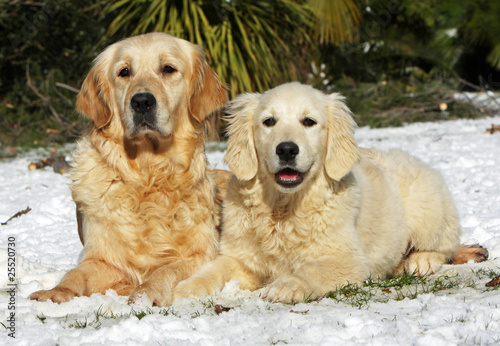 Couple De Chiens De Race Golden Retriever Buy This Stock Photo And Explore Similar Images At Adobe Stock Adobe Stock