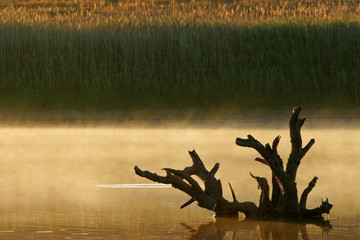 Poster - Mist over water