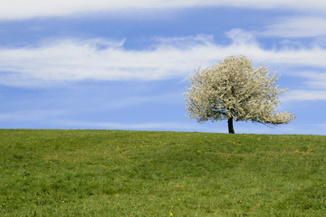 Cherry tree 2