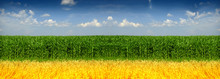 Corn And Wheat Field Against Blue Sky