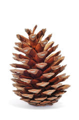 Wall Mural - pine cone