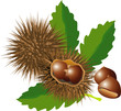 chestnuts with leaves and spiny husks on white background