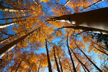 Tall autumn trees