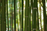 Fototapeta Dziecięca - bamboo