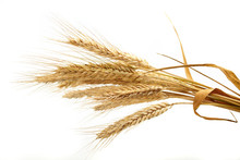 Wheat Isolated On White