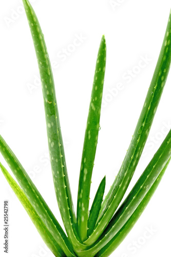 Plante D Aloe Vera Fond Blanc Stock Photo Adobe Stock
