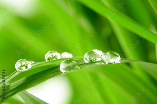 Obrazy trawa  krople-wody-na-zielonej-trawie