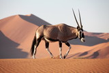Fototapeta Miasta - Oryx Antilope