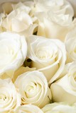 Fototapeta Dmuchawce - White roses
