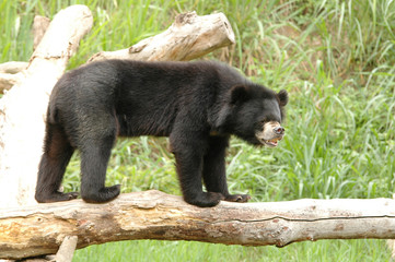 Poster - asiatic black bear