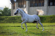 gray arabian horse running trot on pasture