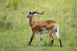 © torsius - Ugandan Kob