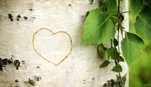 Heart Curved On A Birch