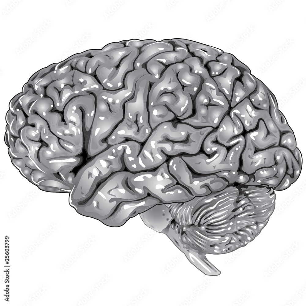 Human brain lateral view Stock Vector | Adobe Stock