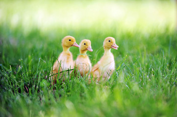 Wall Mural - three fluffy chicks