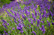 Lavendel Lavandula angustifolia