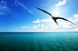 albatross and caribbean sea