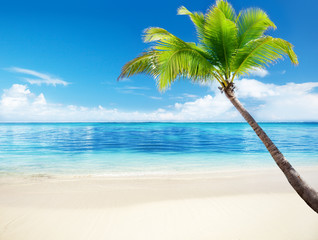 Wall Mural - palm and sea