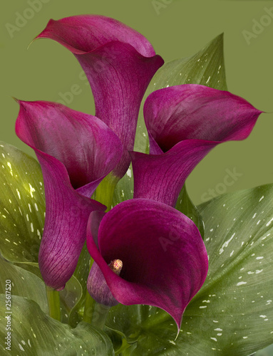 Naklejka dekoracyjna Calla Lilies.