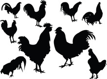 Roosters Collection Silhouette Vector