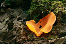 Orange Peel Fungus - Aleuria Aurantia