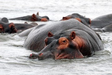 hippo