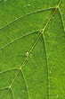 macro leaf (Acer pseudoplatanus)