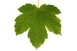 isolated leaf of Acer pseudoplatanus