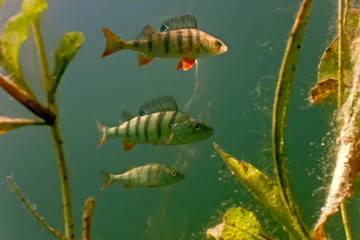 Perch in the lake