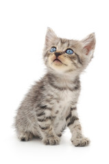  Kitten on a white background